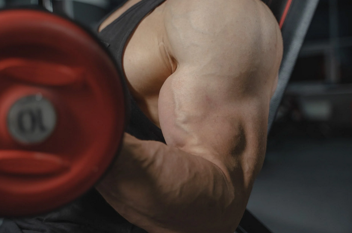 muscle